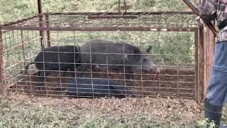 Feral Pigs Trapping wild hogs Shooting wild hogs Warning Graphic content
