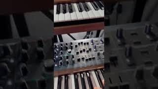 Can the PolyBrute sound like the Prophet 5?  #polybrute #prophet5