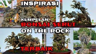 INSPIRASI & KUMPULAN BONSAI SERUT ON THE ROCK  UNIK UNIK & PASTINYA TERBAIK