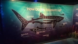 Shark Encounter at Seaworld Orlando 2021
