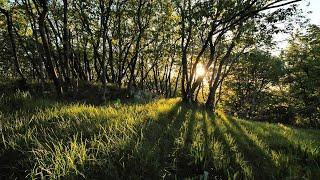 Relaxing Wind Sound 5 Hours  Dancing Forest in The Blowing Wind Nature Sounds