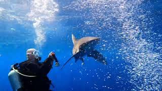 How NOT to dive with longimanus Sharks Elphinstone Reef 2022