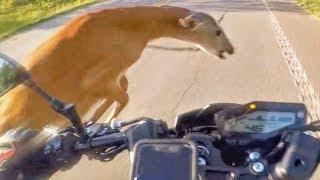 ANIMALS VS BIKERS - THE FUNNY CRAZY & SCARY