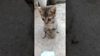 anak kucing lucu ekornya ke injak #kucing #cat #cats