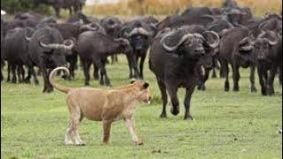 Okavango nehri vahşi yaşam  belgesel  afrika