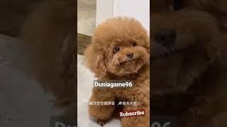 CUTE BABY DOG