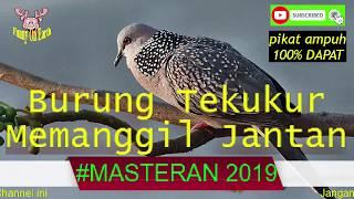 Tekukur Females Summons Male * Powerful Charm 100% Get *  MASTERAN2019