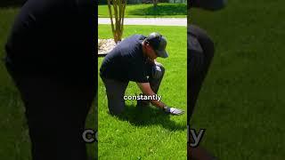 How to Mow Grass Properly?