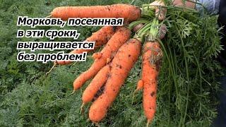 Посейте морковь в эти сроки и проблем с выращиванием не будет