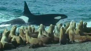 Killer Whales vs Sea Lions  Attenborough Trials of Life  BBC Earth