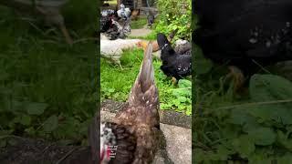 Meeting my flock of bantam chickens again after holiday #keepingchickens #backyardchickens #hühner