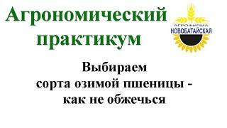 Выбираем сорта озимой пшеницы - как не обжечься