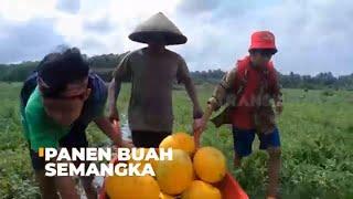 Panen Buah Semangka  SI BOLANG 270224