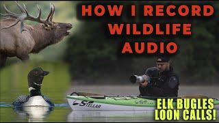 Best Budget Camera Microphones - Recording Professional Wildlife Audio on a Budget