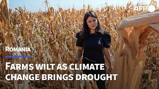 Romanian farms wilt as climate change brings persistent drought  AFP