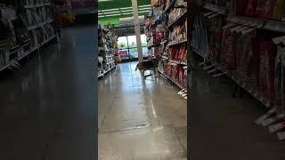 Cute beagle shopping at Pet Supplies Plus