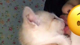 Ciuman Sama kucing  #videosingkat