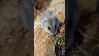 Hamster LOVES dried Brokkoli and cucumber seeds #hamstereating #hamsterfood #zwerghamster #hamsters