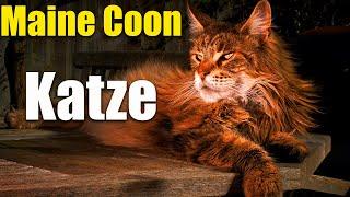 Maine-Coon-Katze. Wundervolle Videos zu diesen Katzen. Katzenvideos. Ein großes Haustier.