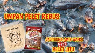 UMPAN PELET REBUS‼️JALITEUNG FEAT PELET JITU   #umpanikanmas #ikanmas #umpanjitu