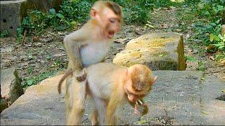 SO FUNNY REAL ACTION OF BABY MONKEY ROJO WITH FRIEND