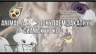 Animal Jam ▶ Покупаем Закатную сиамскую кошку