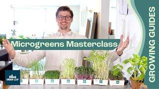 How To Grow Microgreens COMPLETE Guide Setup Soil vs Hydroponic and Without Soil plus Recipes