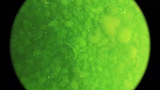 Many Marimo moss balls under the Lake Akan