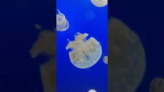 Jelly fish with blue background قناديل البحر بخلفية زرقاء