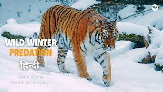 Wild Winter Predation - हिन्दी डॉक्यूमेंट्री  Wildlife documentary in Hindi