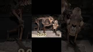 2022 of saber tooth tiger  and 6000 bce ofsaber tooth tiger #shorts #trendingshorts #foryou #viral