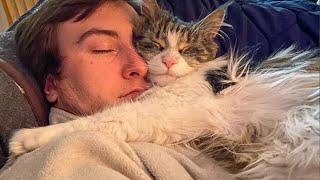 Cute CATS Wont Sleep Until They Cuddles with Their Human  - Cute Cats And Owners Sleep Together