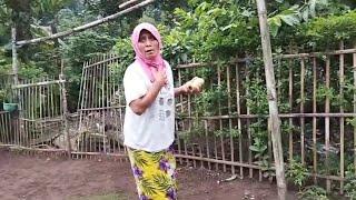 Lihat Emak Siah Petik buah Jambu Didepan Rumah Jadi Seperti kesurupan Vlog Irt Kehidupan Orang Desa