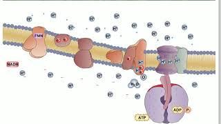 Electron Transport Chain Animation