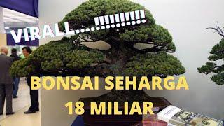 Some cost up to Rp. 18 m these are the 5 Most Expensive Bonsai Plants in the World