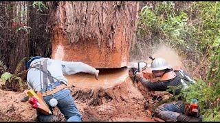 Taming the Titans Day 3 Redwood Falling & Bucking