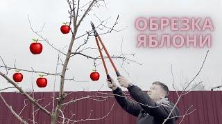 ПРАВИЛЬНАЯ ОБРЕЗКА ЯБЛОНИ ТЫ ОБЯЗАН ЭТО ЗНАТЬ