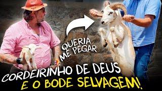 DESCOBRINDO AS MELHORES RAÇAS DE OVINOS PARA O NORDESTE