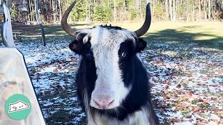 Yak Was Lonely But Now She Dances With Cow Best Friend  Cuddle Buddies