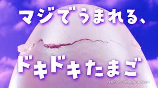 【うまれて！ウーモアライブ】10月4日、何かがうまれる…！？たまごの殻をつつきはじめた！