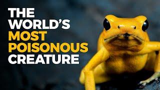 The Insane Biology of The Poison Dart Frog