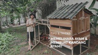 Tips dan Trik Memelihara Ayam Kate di Rumah dan Membuat Kandang Ayam Minimalis