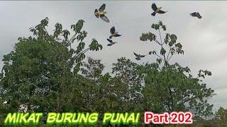 memang seru mulut burung punai musim anak punai