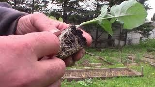 Planting out Beans Potatoes and brassica transplants