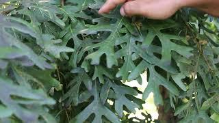 White oak Quercus alba - Plant Identification