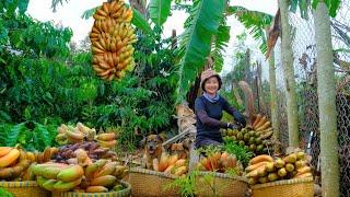 Harvesting Fire Purple Bananas Goes To Market Sell - Cooking Farming Daily Life  Tieu Lien