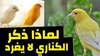 اهم الاسباب التي تجعل ذكر الكناري لا يغرد