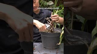 Do This to Overgrown Plants Anthurium pedatoradiatum Propagation