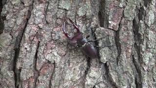 Elephant stag beetle 2023