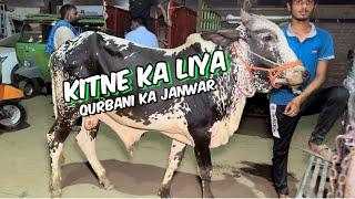 Kitne Ka liya qurbani Ka Janwar l qurbani 2024 I shahpur kanjra Mandi Lahore